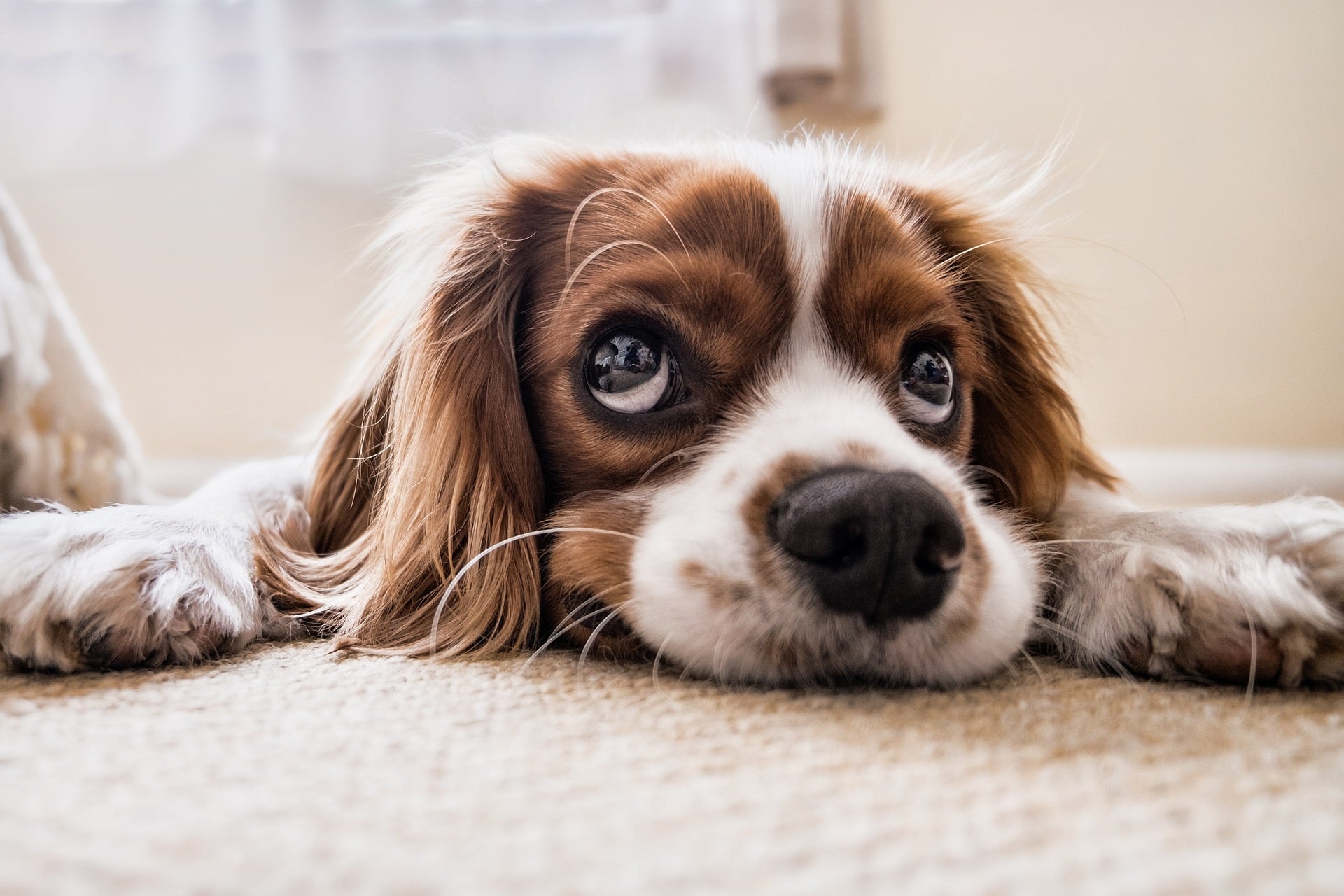 Read Renting With Pets – What Are The Rules For Landlords And Tenants?