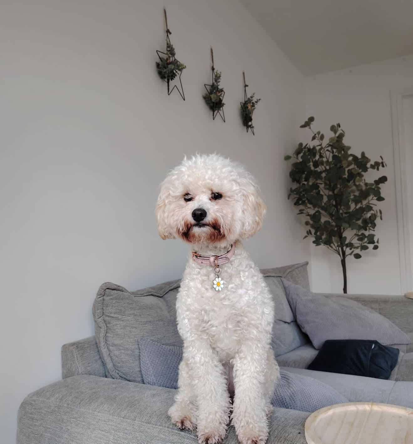 Read Moving With A Dog? Helping Your Best Friend Adjust To A New Home