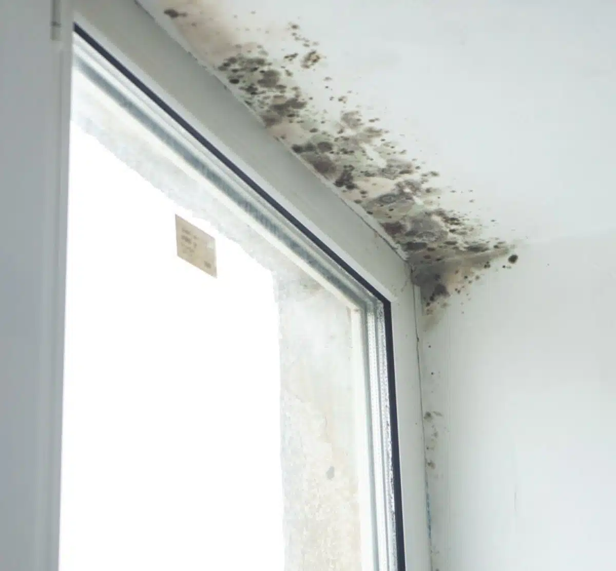 Read How to Identify Signs of Damp Issues and What to Do If You Find It