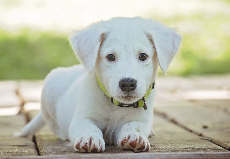 Read How to become a landlord who embraces pets